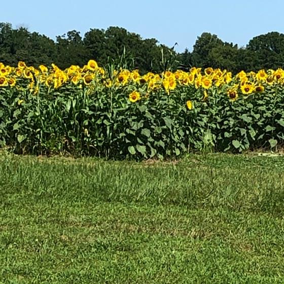 7C's Winery, Walnut Grove, MO