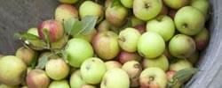 green ciders